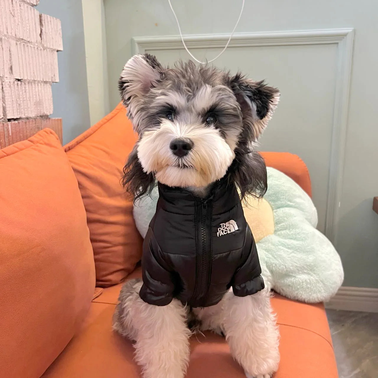 The Dog Face Jacket - Stylish & Durable Pet Raincoat